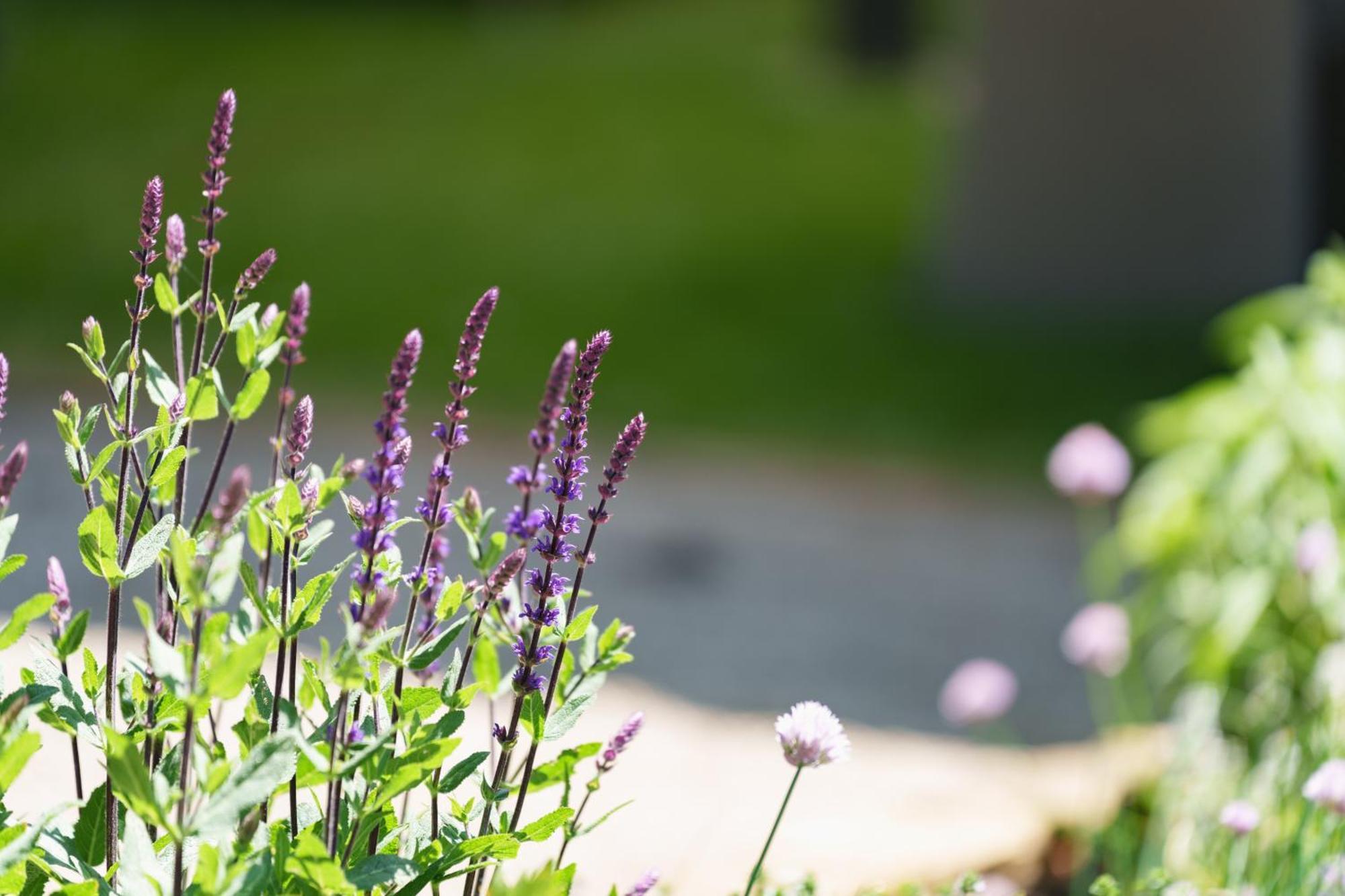 Les Jardins D'Anais Hotel